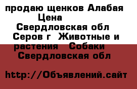 продаю щенков Алабая › Цена ­ 5 000 - Свердловская обл., Серов г. Животные и растения » Собаки   . Свердловская обл.